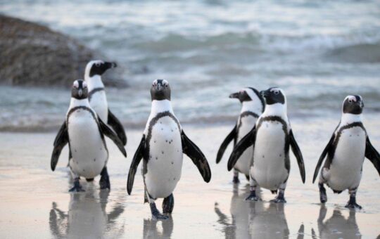 Pudgy Penguins Secures Las Vegas Sphere Spot After Dogwifhat Campaign Fails