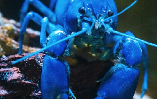 Blue lobster as, with the launch of KiloClaw, enterprises now have a tool to enforce governance over autonomous agents and manage shadow AI.